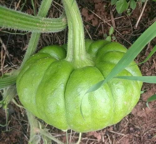 吃瓜姜姜免费看,吃瓜姜姜带你领略精彩瞬间  第1张